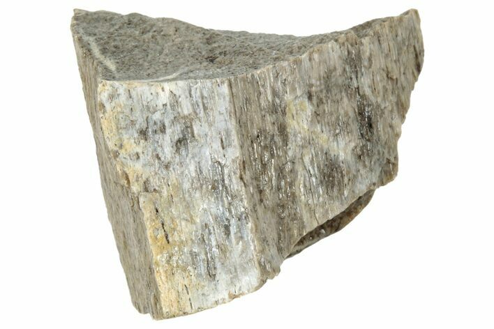 Fossil Tyrannosaur (T rex) Bone Section - Wyoming #314126